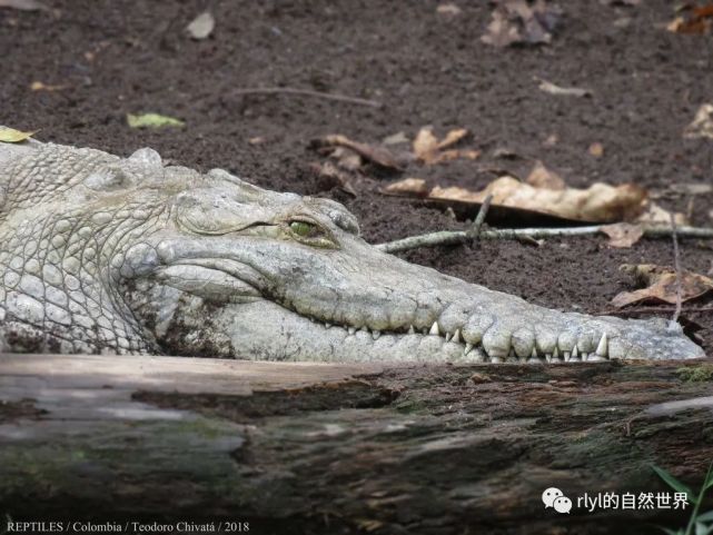 奥里诺科鳄的生物学特性在野外的记录很少,主要是由于它的数量很少.