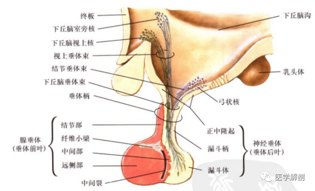 下丘脑的解剖及其主要核团