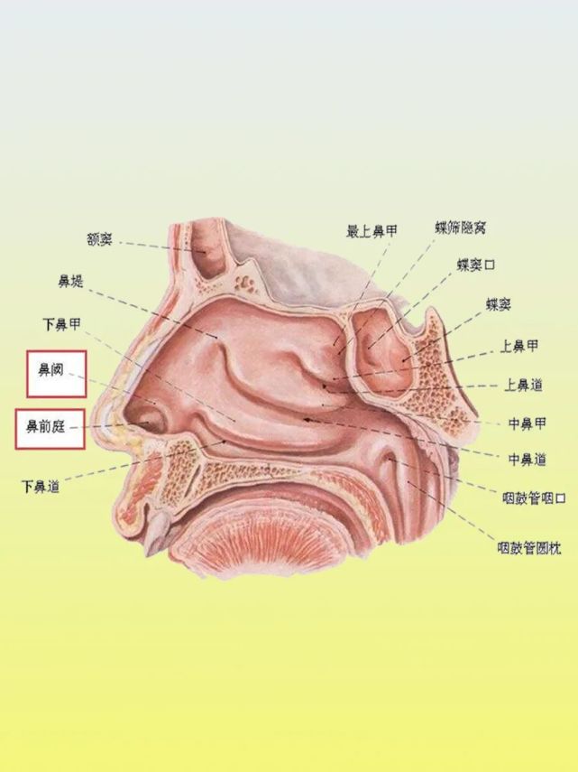 鼻由外鼻,鼻腔及鼻旁窦三部分组成,由鼻骨,鼻软骨,鼻肌及被覆皮肤而成