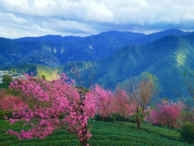 无量山樱花谷冬樱含苞待放,你准备好迎接冬日限定的了