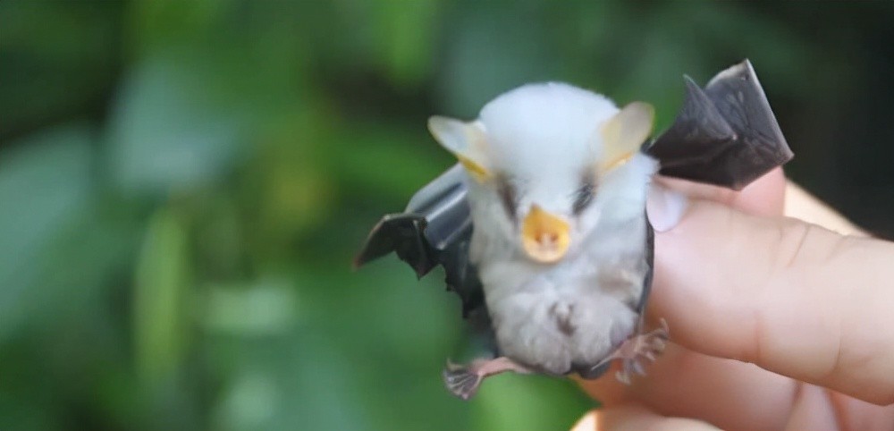 洪都拉斯白蝙蝠,世上最小的蝙蝠,身上披毛绒绒有光泽的绒毛 ,它的耳朵