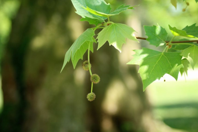 每日一67花6712.23:悬铃木:挂"铃铛"的树