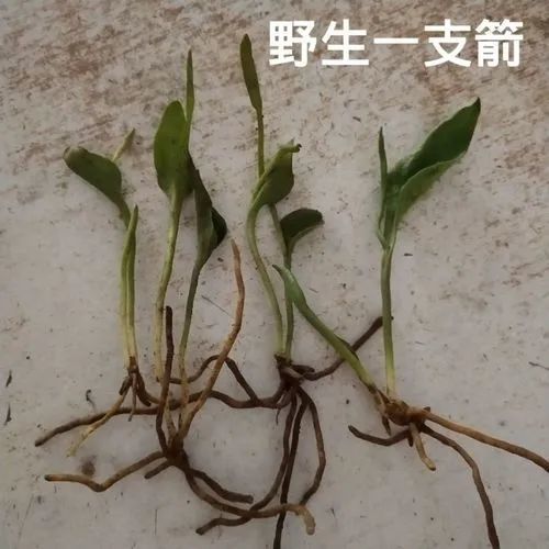 一支箭:清热解毒,活血祛瘀.
