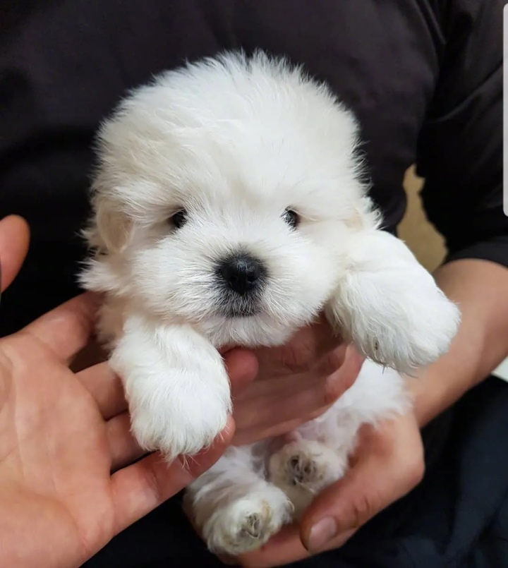 棉花面纱犬一个长相似棉花糖的狗狗