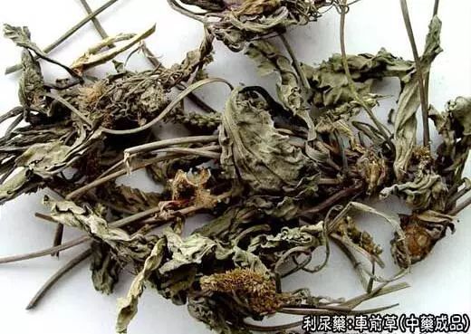 用法用量:9～30g;鲜品30～60g,煎服或捣汁服.外用鲜品适量,捣敷患处.