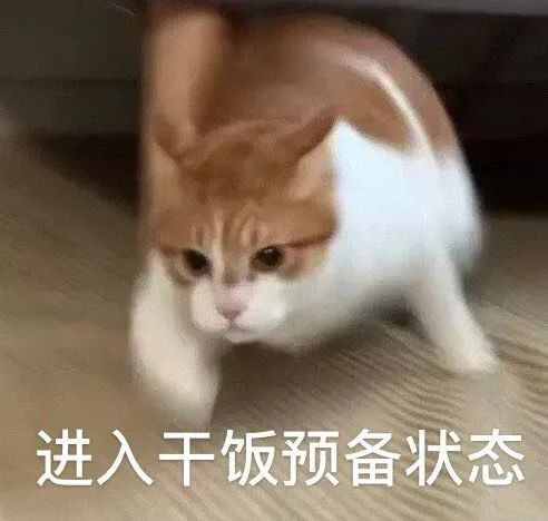 猫猫干饭表情包您好我是来应聘干饭王哒