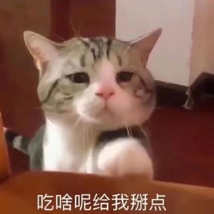 猫猫干饭表情包您好我是来应聘干饭王哒