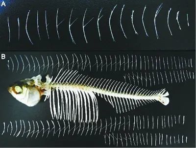华中农大教授找到了控制鱼刺的基因 今后不用担心吃鱼卡刺了?