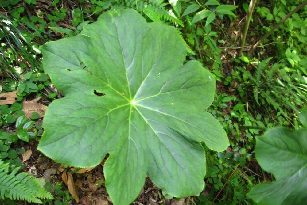 宁波植物八角莲能与蛇共眠别去采挖