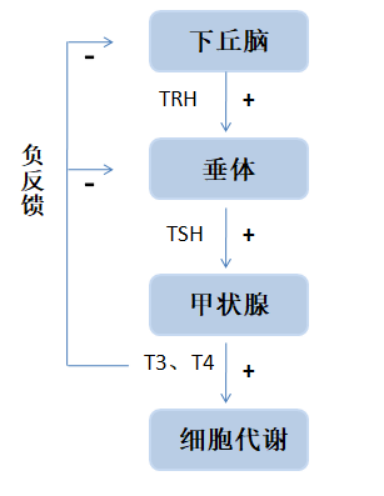 甲状腺激素:从哪里来到哪里去?各疾病时有何变化?