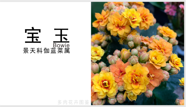 "宝玉长寿花"bowie花瓣重瓣,复色颜色多变,色彩鲜艳好看,花期长