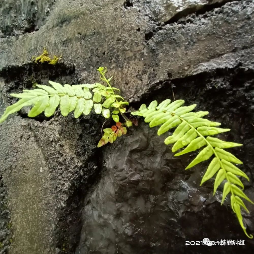 吴柜贞山里那颗坚韧的小草