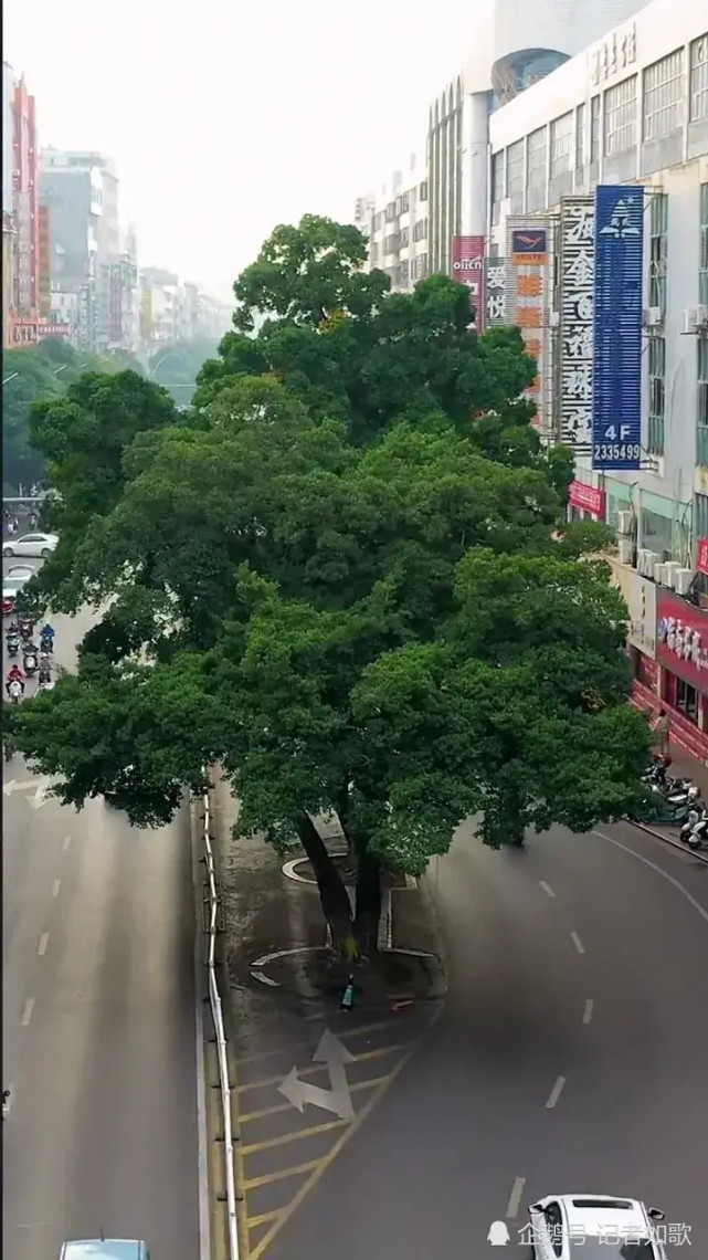 广西玉林市中心有两棵大榕树,道路都要绕开,很多人都不知道树的意义