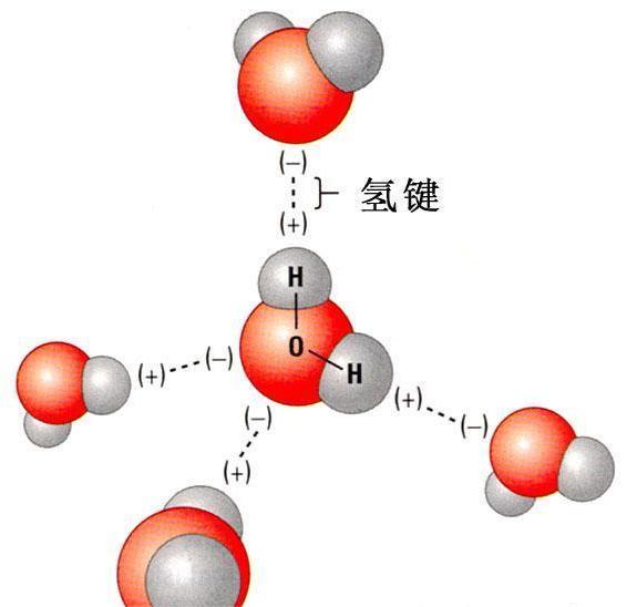 具体来说,就是在水分子中,除了氢和氧之间构成的化学键之外,还存在着