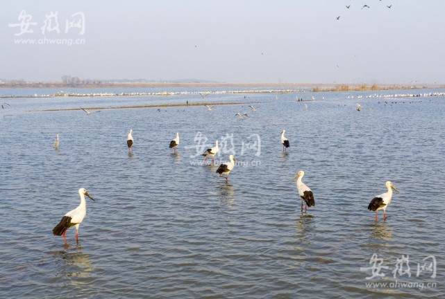 入冬以来,东方白鹳,天鹅等大量珍稀候鸟飞抵庐江县黄陂湖湿地.