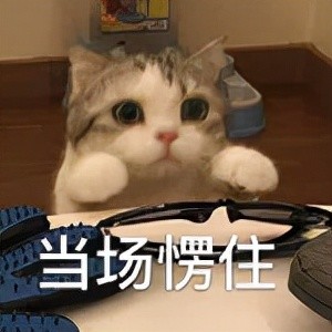 猫猫表情包天太冷了我可以申请加入你的被窝吗