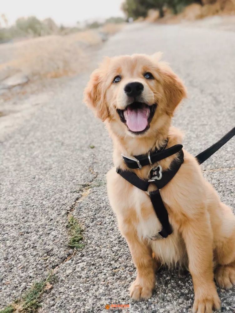 高清无水印的金毛犬头像壁纸配图
