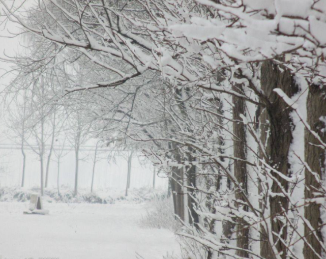 【雪】大雪满天飞|雪中