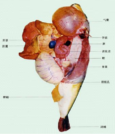 (河豚鱼内脏结构)河豚鱼中毒后,发病速度非常快,短的可能十分钟后就有