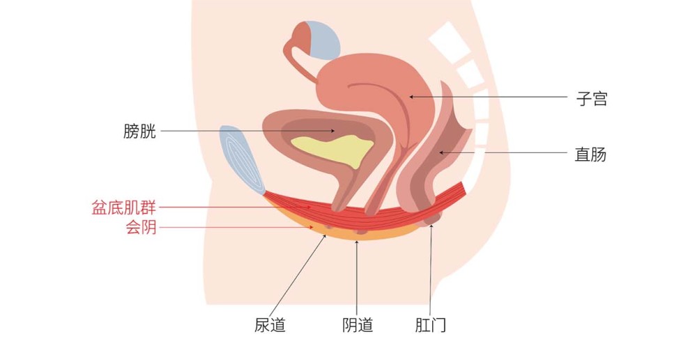 这6个女性盆底健康冷知识你知道几个