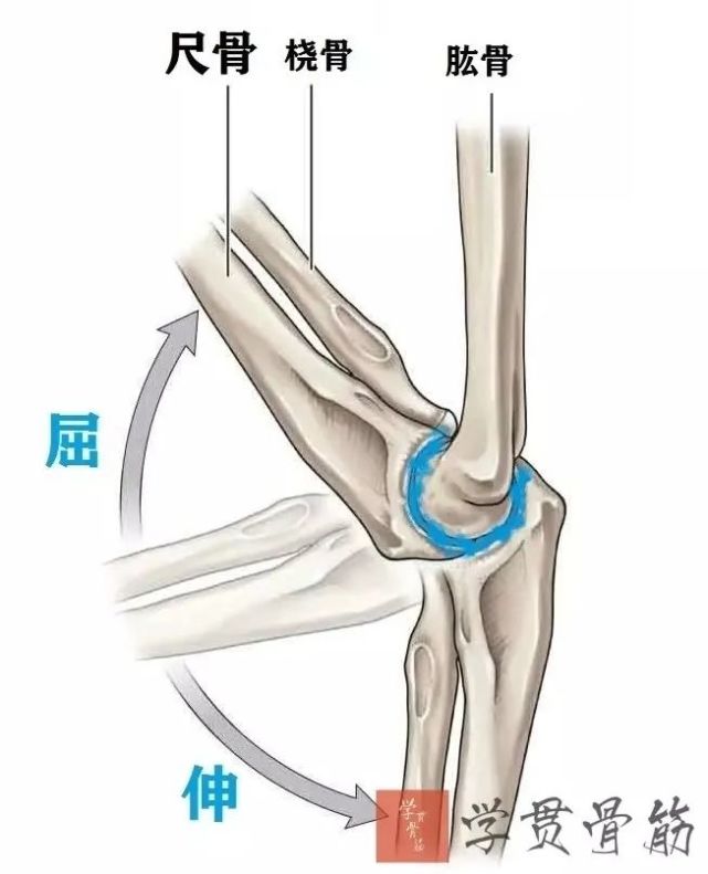 ▼1 肱尺关节(humeroulnar joint:由肱骨滑车和尺骨滑车切迹构成