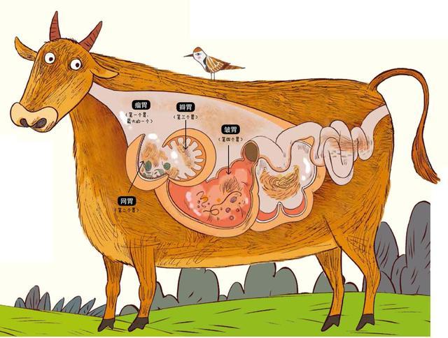 众所周知,牛是一种食草动物,而且它有着4个不同的胃:瘤胃,网胃,瓣胃