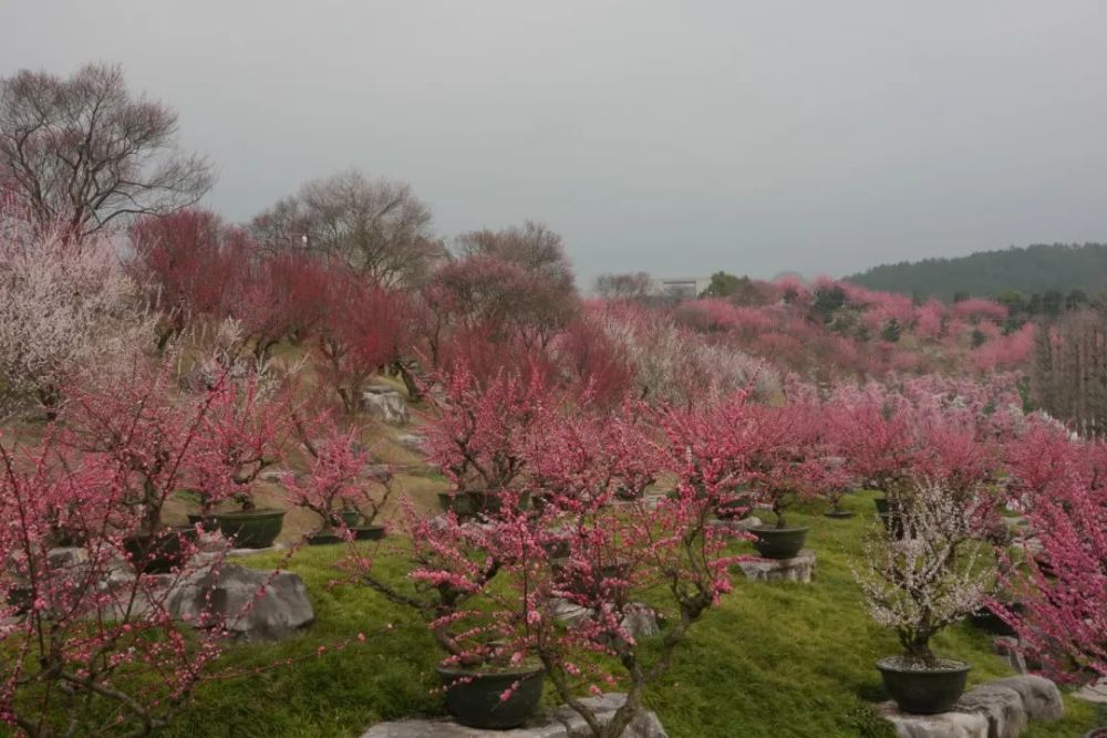 静待花开湄潭乾艺梅园即将迎来盛花期