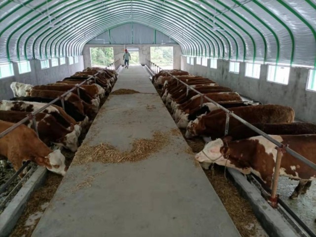 霍山县大化坪镇:发展养牛产业,让集体经济"壮"起来