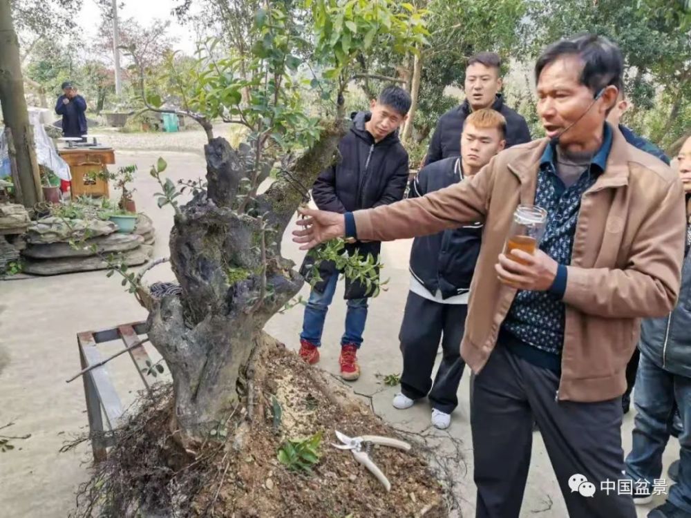 学无涯艺无境一一王金荣岭南盆景技法讲堂在中盆会贵州湄潭盆景赏石