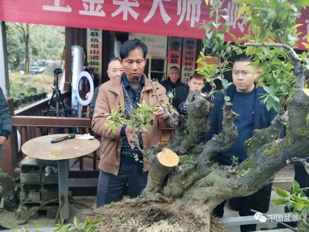 21日9时,湄潭盆景培训基地"孝忠金弹子盆景园",王金荣大师"岭南盆景