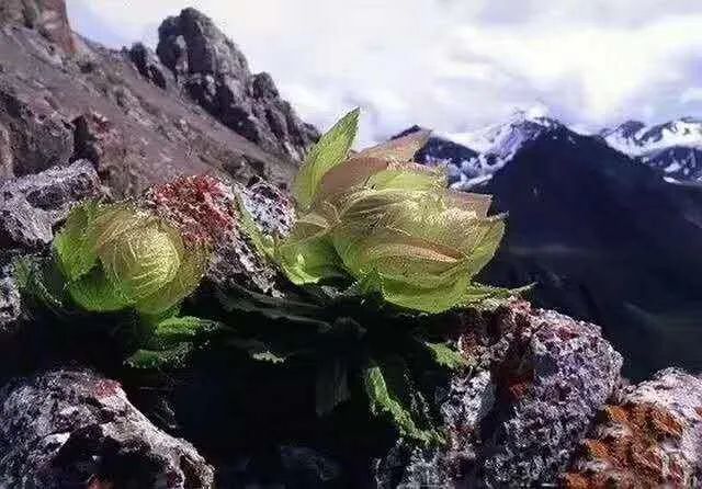 天山雪莲的作用与功效天山雪莲的正确吃法