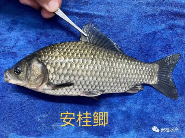 鲫鱼竟然这么多品种!