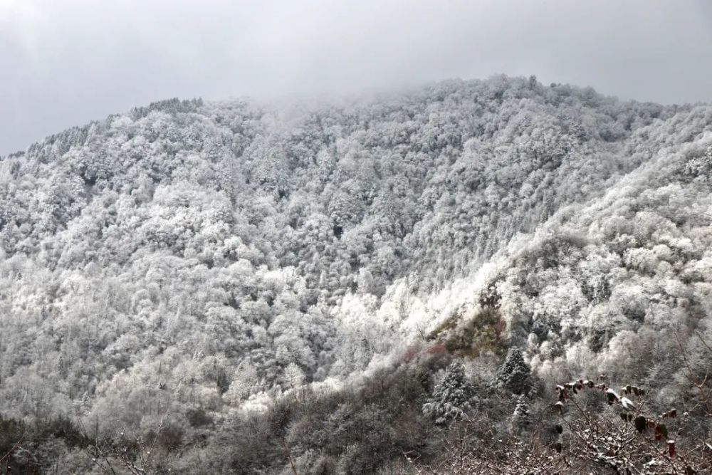 黄草坪,位于汶川卧龙镇,是成都周边最近的看雪地之一,车可以直接开到