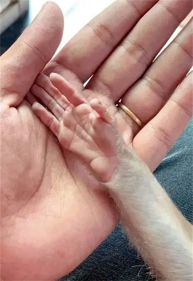 这不能说是一模一样,这是小猴子和人类手掌的对比图▼这一处尖角海滩