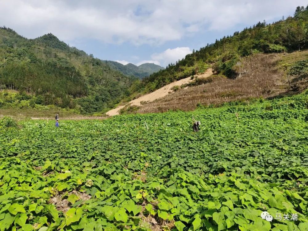 文山州这里洋瓜根上市