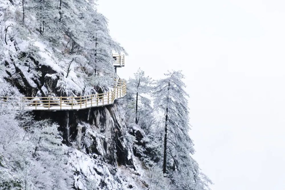 雪景的别样风韵带你领略青松傲雪走在明月山青云栈道漫山枝头挂满新雪