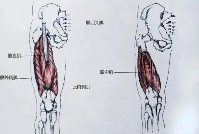 肌肉损伤可引起大腿前侧,膝关节前内侧疼痛,表现为尖说刺痛或麻刺感.