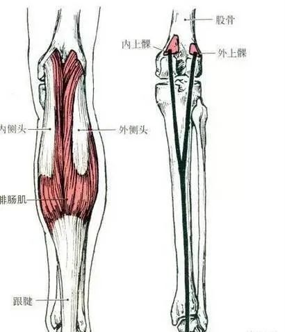 膝关节痛的病源竟是这些肌肉