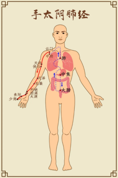 肝最喜欢伸懒腰脾最喜欢揉肚子那心肺肾呢