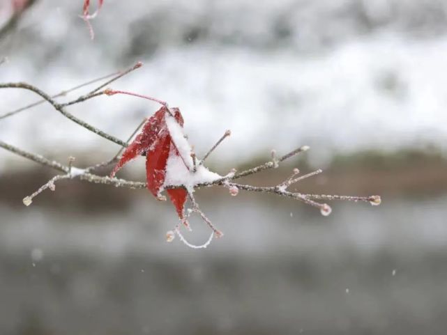 什邡红枫岭已铺满大雪!赶紧出发