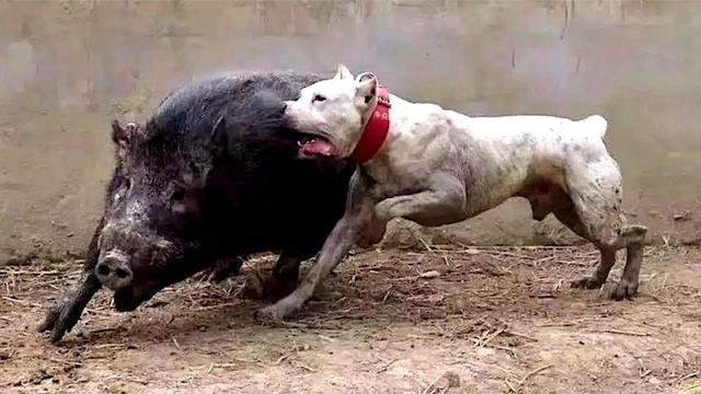 价值4万的捕猎犬在野猪面前竟然不堪一击野猪为何如此难捕杀
