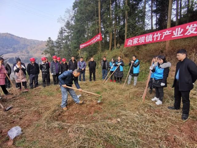 向家坝镇下
