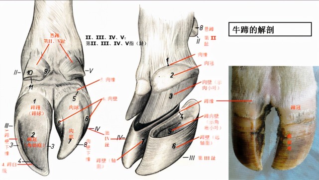 牛蹄结构图所以牛的两个蹄子是分开的.