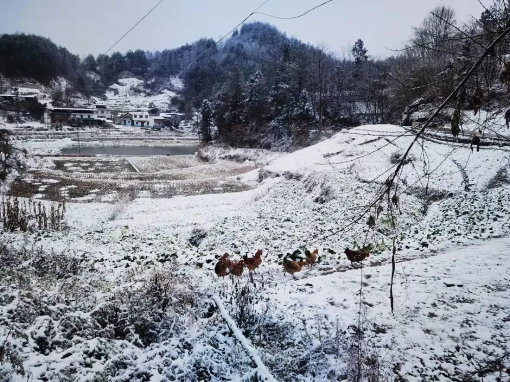 雪雪雪来了云阳迎来今冬第一场瑞雪