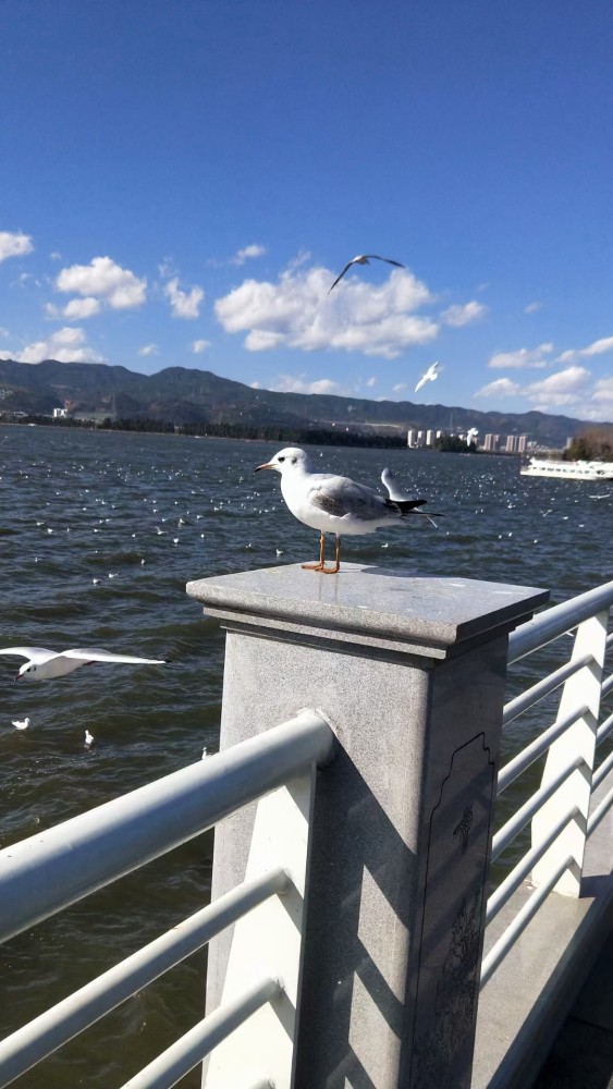 昆明海埂大坝看海鸥