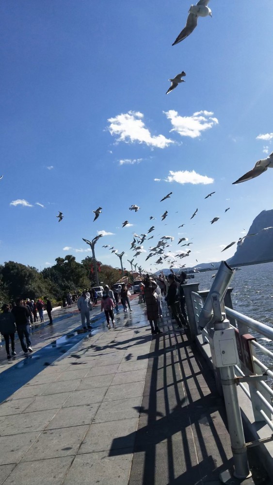 昆明海埂大坝看海鸥