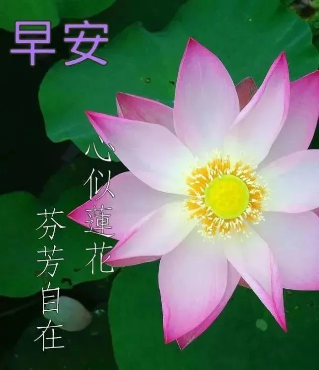 寒冷冬季问候早上好微信图片动态表情问候早晨好祝福语句子动态图片