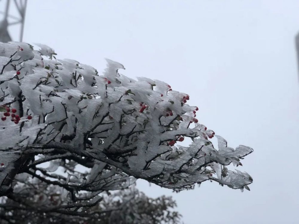 今早第一场雨雾凇迎来今年入冬以来的昨天下午4时许,德化九仙山美哭啦