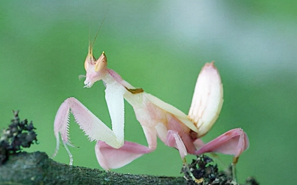 世界上最美丽的螳螂兰花螳螂