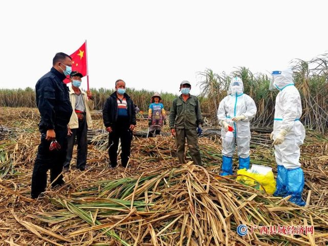 宁明县那堪镇党委政府党员干部,医务人员深入田间地头为群众进行核酸